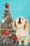 Puppy dog singing carols next to Christmas tree on blue background