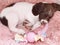 Puppy dog sleeping in pink doggy bed with chew toys