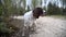 A puppy dog springer spaniel closeup looks around