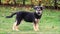 Puppy dog standing on grass in autumn