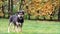 Puppy dog standing on grass in autumn