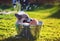 puppy dog standing in a metal basin, is cooled, washed on the street in the summer on a hot Sunny day with shiny soap