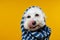 Puppy dog summer wrapped with a blue striped towel linking its lips with tongue out. Isolated on yellow background