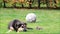 Puppy dog with toys lying on grass in autumn