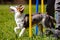 Puppy dog training with weave poles, agility train with help fro