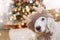 PUPPY DOG UNDER CHRISTMAS TREE LIGHTS CELEBRATING HOLIDAYS WEARING A REINDEER ANTLERS HAT COSTUME