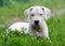 Puppy dogo argentino lying in the grass