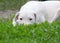 Puppy dogo argentino lying in the grass