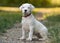 Puppy Dogo Argentino sitting in grass. Front view