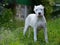 Puppy dogo argentino standing in the grass