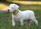 Puppy Dogo Argentino standing in grass. Front view