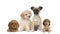 Puppy dogs in front of white background