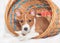 Puppy dogs not barking African dog breed basenji