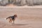 Puppy dogs quickly runs along the sandy shore