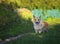 puppy dogs a red Corgi walks quickly along a path in a summer blooming garden with his tongue out on the green grass