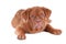 Puppy of dogue de bordeaux