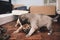 A puppy dominates his brother in a playful wrestling match in an enclosure made with cardboard boxes in the bedroom