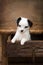 Puppy in a drawer