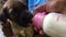 Puppy drinking from baby bottle