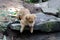 Puppy drinking water from lagoon in the forest