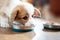 Puppy eating food in the kitchen from bowls. Cute puppy eating dog food on wooden floor, top view