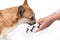 Puppy eating foot. Pembroke corgi dog eats food from bowl