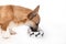 Puppy eating foot. Pembroke corgi dog eats food from bowl
