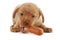 Puppy eating a sausage