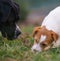 The puppy eats a bone outside. Dog Jack Russell Terrier.