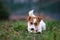 The puppy eats a bone outside. Dog Jack Russell Terrier.