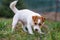 The puppy eats a bone outside. Dog Jack Russell Terrier.