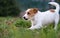 The puppy eats a bone outside. Dog Jack Russell Terrier.