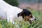 The puppy eats a bone outside. Dog Jack Russell Terrier.