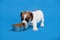 Puppy eats dog food from a bowl