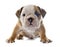 Puppy english bulldog