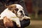 Puppy English bulldog brindle close-up