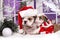 Puppy english bulldog wearing santa hat