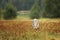 Puppy of Eurasian wolf sniffing on colorful meadow - Canis lupus