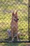 Puppy at Fence