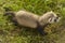 Puppy ferret baby running in summer grass on home garden