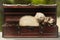 Puppy ferret couple in wooden box of treasure chest