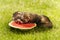 Puppy ferret group tasting red watermelon on summer garden