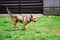 Puppy fetching ball in the grass