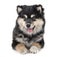 Puppy Finnish Lapphund