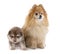 Puppy Finnish Lapphund and spitz