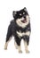 Puppy Finnish Lapphund in studio