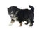 Puppy Finnish Lapphund in studio