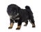 Puppy Finnish Lapphund in studio