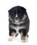 Puppy Finnish Lapphund in studio