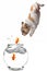 Puppy Following Jumping Goldfish Into a Fishbowl